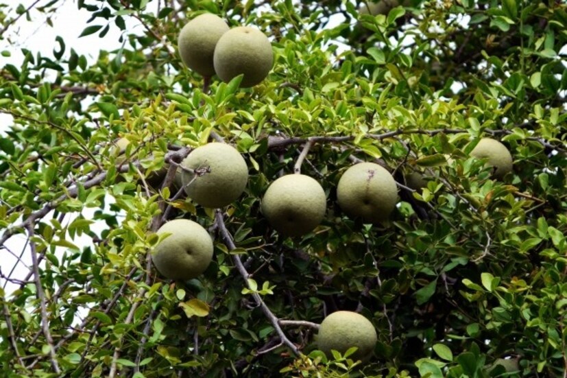 বেলে ভিটামিন এ আছে৷ ফলে চোখের নানা সমস্যায় কার্যকর হয় এই ফল৷ উপশম হয় চোখের বিভিন্ন রোগের৷ পেটের পুরনো অসুখ সারাতেও বেল ফলপ্রসূ৷ কাঁচা বেলের গুণে সেরে যায় পুরনো আমাশয় ও ডায়রিয়া রোগ৷