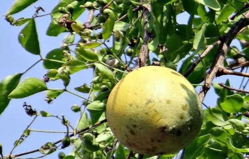 পাকস্থলীর জন্যও উপকারী সহজপাচ্য বেল৷ খাবার সঠিকভাবে হজম হওয়ার পাশাপাশি দূর হয় কোষ্ঠকাঠিন্যের মতো পীড়াদায়ক সমস্যা৷ যাঁদের পাইলস বা অর্শ আছে, তাঁরাও নিয়মিত বেল খান৷ গ্রীষ্মকালীন অসুখ সারাতে বেলের ভিটামিন সি কার্যকর৷