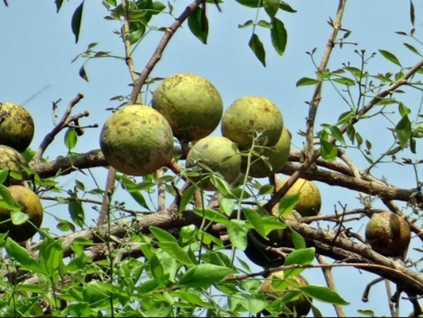 জন্ডিসে বেলের শরবত খেলে আরাম পাওয়া যায়৷ আবার আলসার সারাতে কার্যকর হল কচি কাঁচা বেল৷ অনেক ক্ষেত্রে আলসার উপশমে খেতে পারেন পাকা বেল-ও৷ বেলের পাতা ভিজিয়ে রাখুন রাতভর৷ তার পর সকালে সেই মিশ্রণ পান করলেও নিরাময় হবে আলসার৷