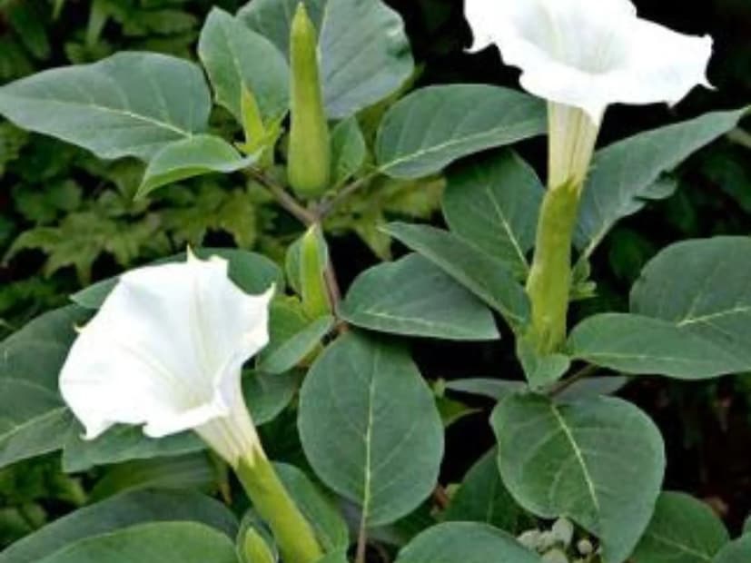 বেলফল এবং ধুতুরাফল অবশ্যই অর্পণ করুন মহাদেবকে৷ এছাড়া তাঁকে নিবেদন করুন আকন্দ এবং ধুতুরা ফুল৷ দিতে পারেন সাদা জুঁইফুলও৷ 