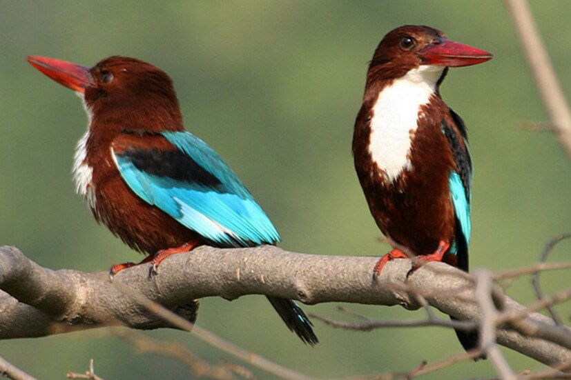 ধলাগলা ২৮ সেন্টিমিটার লম্বা হয়। পাখিটি দেখতে খুবই সুন্দর। মাথা ও ঘাড় গাঢ় বাদামি রঙের ও পিঠ থেকে লেজ গাঢ় নীল রঙের। পাখিটির গলার দিকটা সাদা রঙের। এই কারণেই নাম ধলাগলা মাছরাঙা। ঠোঁট কমলা ও পা লাল রঙের। 