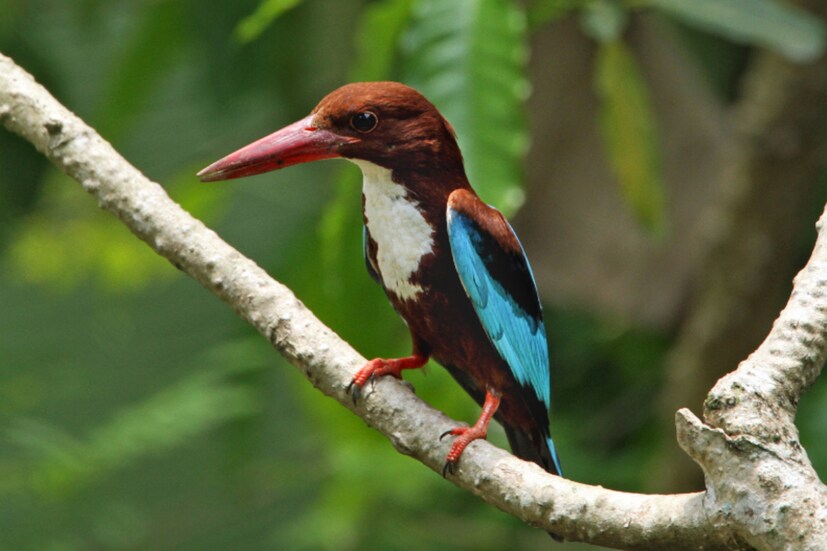 পশ্চিমবঙ্গ সহ ভারতের বিভিন্ন প্রান্তে দেখা যায় এই ধলাগলা মাছরাঙা। এছাড়া নেপাল, ভূটান, তুরস্ক, চীনেও এই পাখি দেখা যায়। খাদ্য হিসেবে এই পাখি ঝিঁঝিঁ পোকা, পঙ্গপাল, ছোট ইঁদুর, পিঁপড়, ফড়িং খেয়ে থাকে।