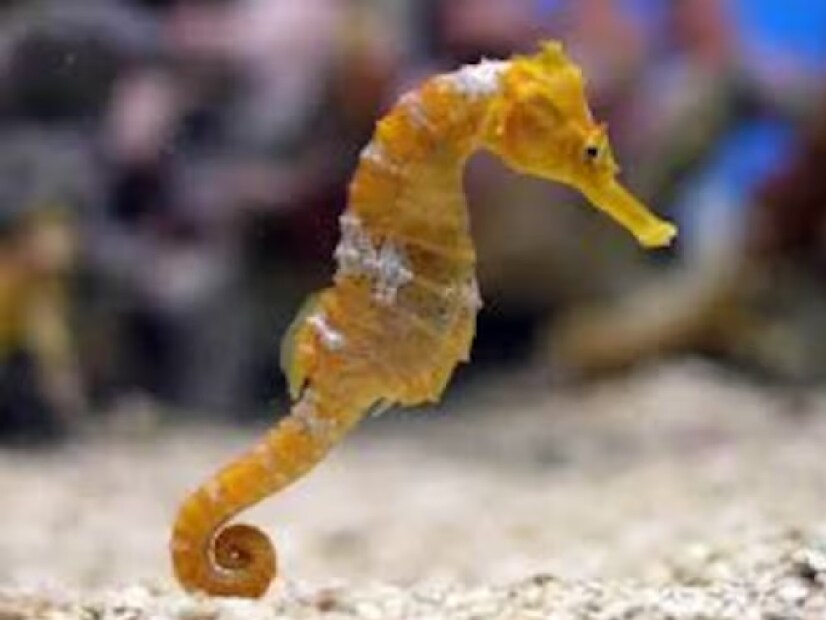 ৬. সিহর্স (Seahorses) সিহর্সের পুরুষ সদস্য একটি বিশেষ থলি বা থলির মতো অংশে বাচ্চাদের বহন করে। কিছু প্রজাতি, যেমন **পাইপফিশ ও সিড্রাগন**, মুখ ব্রুডিংয়ের মাধ্যমে বংশবৃদ্ধি করে। পুরুষ সদস্য মুখে ডিম ধারণ করে এবং পরিপূর্ণভাবে বিকশিত হলে তাদের মুক্ত করে দেয়। 