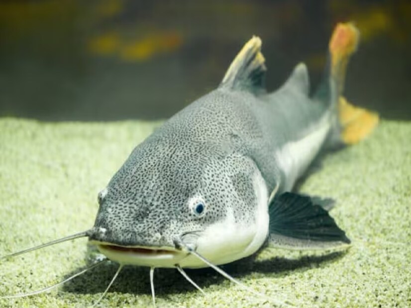  ৫. সি ক্যাটফিশ (Sea Catfish) সি ক্যাটফিশের পুরুষ সদস্য মুখে নিষিক্ত ডিম ধারণ করে। যখন পর্যন্ত বাচ্চারা নিজেরাই বাঁচতে সক্ষম না হয়, ততদিন পর্যন্ত সে তাদের মুখের মধ্যে রাখে। গভীর সমুদ্রে শিকারির হাত থেকে বাঁচানোর জন্য এটি একটি কার্যকরী কৌশল। 