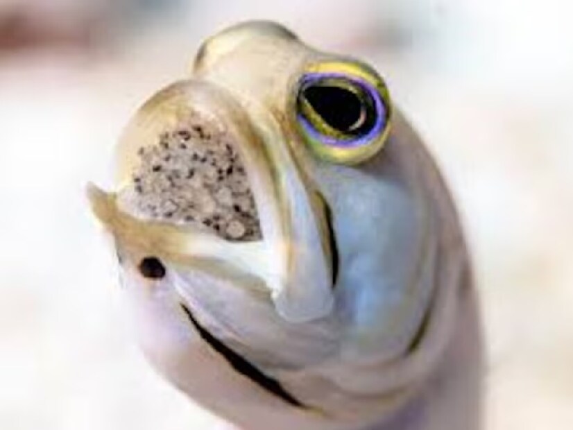 ৭. জফিশ (Jawfish) **জফিশ** (Opisthognathidae) পরিবারের সদস্যরা মুখ ব্রুডিং পদ্ধতি অনুসরণ করে। পুরুষ মাছ মুখে ডিম ধরে রাখে, যাতে পরিবেশগত বিপদ থেকে তাদের রক্ষা করা যায়। পরিপূর্ণ বিকাশের পর সে বাচ্চাদের জলে ছেড়ে দেয়। 