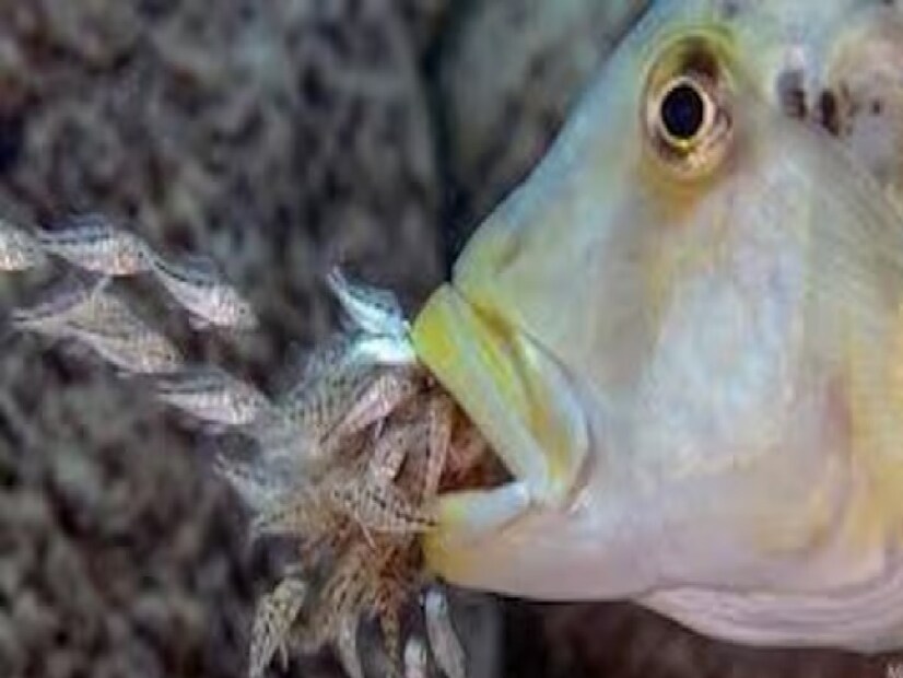 ৩. মাউথব্রুডিং সাইক্লিড (Mouthbrooding Cichlids) সাইক্লিড মাছের পুরুষ সদস্যও নিষিক্ত ডিম মুখে ধরে রাখে। ডিম ফুটে গেলে এবং বাচ্চাগুলো শক্তিশালী হয়ে উঠলে সে তাদের জলে ছেড়ে দেয়। 