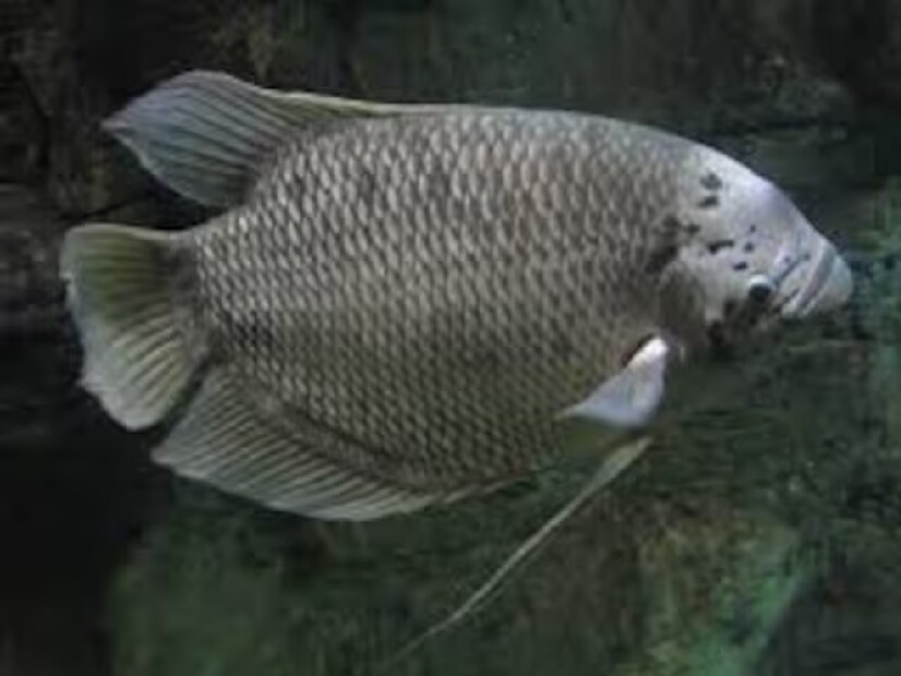  ১. জায়ান্ট গুরামি (Giant Gourami) জায়ান্ট গুরামি এক ধরনের মাছ, যা প্রজননের পর পুরুষ মাছটি মুখের মধ্যে ডিম ধরে রাখে। কয়েক দিন ধরে সে এগুলোকে রক্ষা করে এবং যখন বাচ্চাগুলো ফুটে বের হয়, তখন জলাশয়ে ছেড়ে দেয়। 