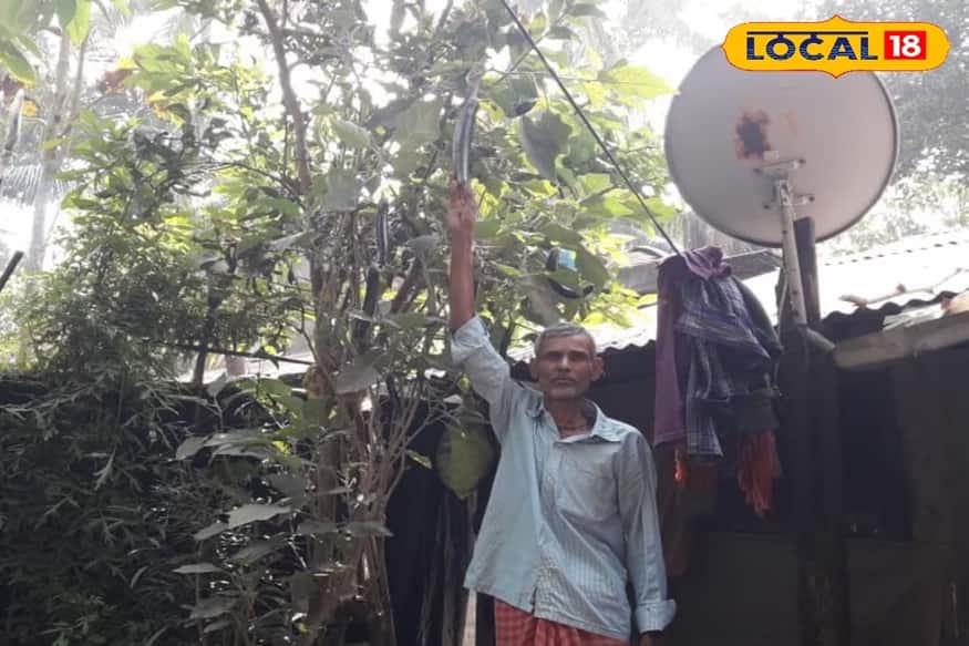 অনেকের শখ করে এই সমস্ত গাছ নিজের বাড়িতেও লাগান।