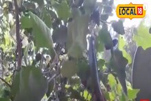 ১৩ ফুটের গাছে ভর্তি বেগুন, অবাক করে দিলেন এই কৃষক