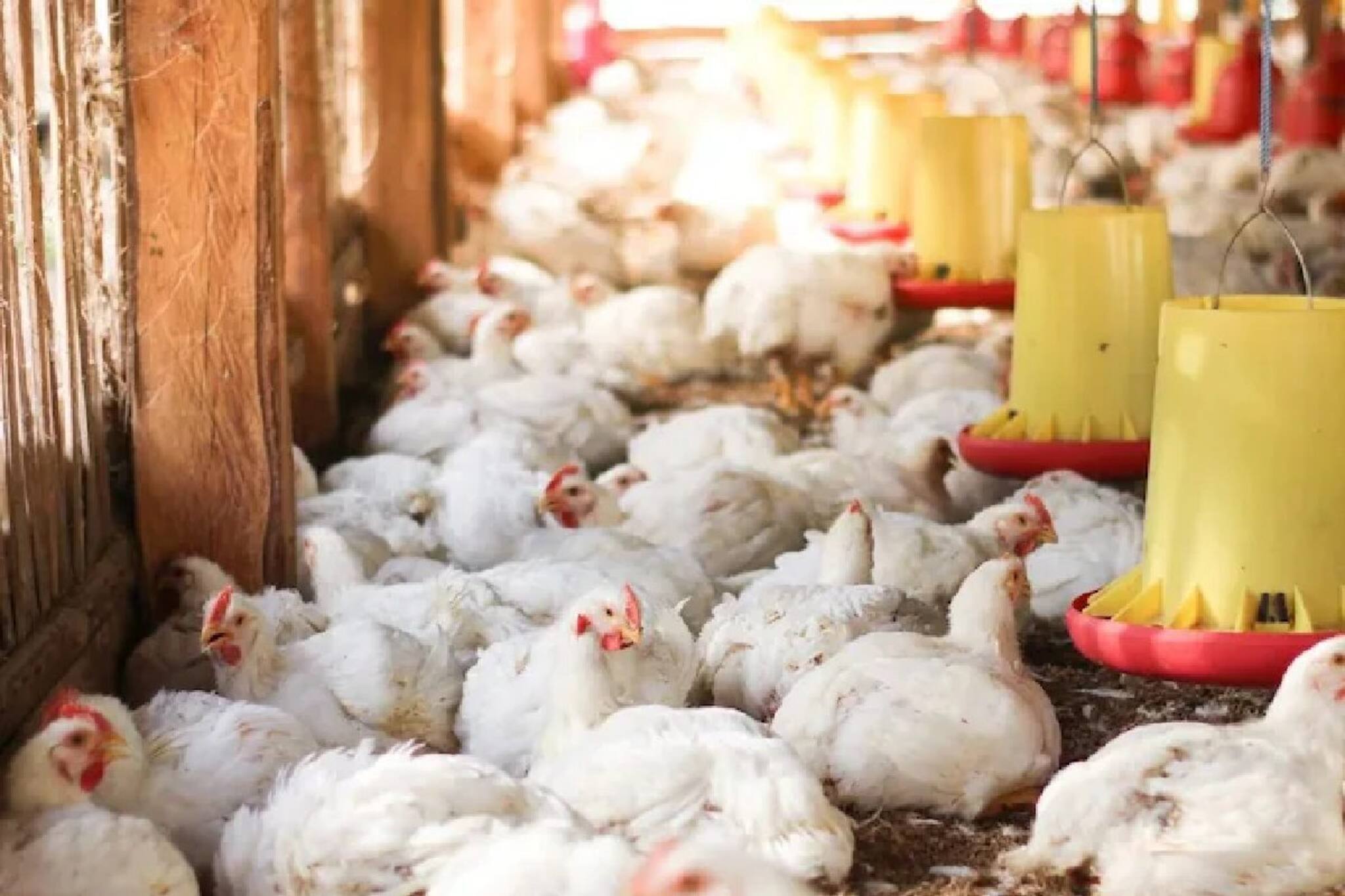 এ কী! মারা যাচ্ছে হাজার হাজার পোলট্রি মুরগি, কেন এমনটা ঘটছে, জানুন কারণ, দেখুন ভিডিও