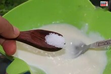 চিনির বদলে নুন দিয়ে দই খাচ্ছেন? দই আর লবণ যোগে যা ঘটে...! চমকে যাবেন শুনলে