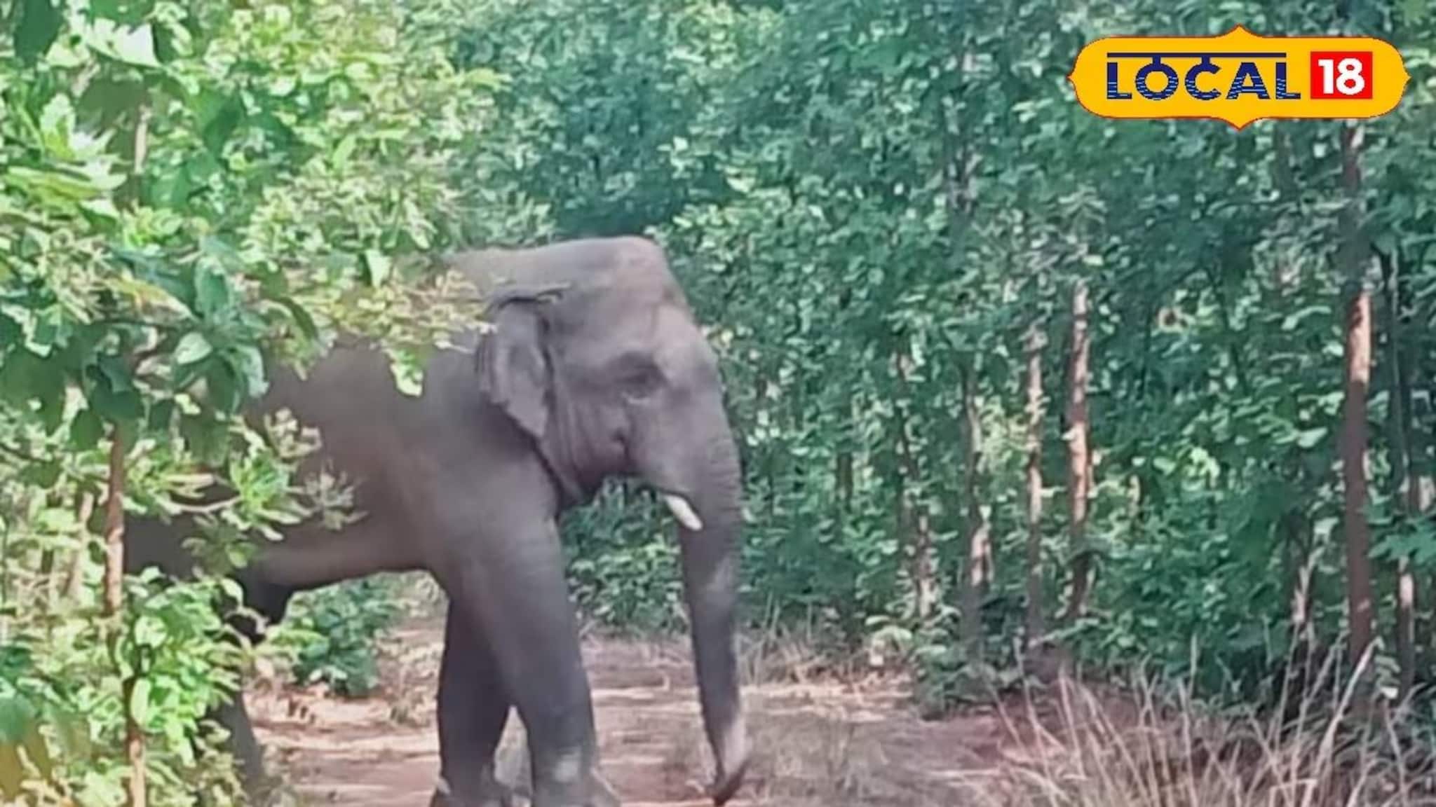Elephant Nature: জঙ্গলমহলের দিকে দিকে এখন হাতির তাণ্ডব, রামলাল-কালিঙ্গা-কানকাবরী কেন এইরকম নাম পেল, পিছনের কারণ দারুণ
