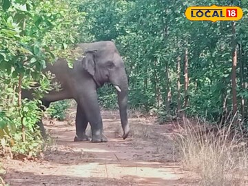 হাতির তাণ্ডব, রামলাল-কালিঙ্গা-কানকাবরী কেন এইরকম নাম পেল, পিছনে রইল কারণ