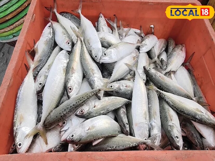 এই মাছ অন্যান্য মাছের তুলনায় বেশি ভিটামিন ডি সমৃদ্ধ, যা ক্যান্সারের ঝুঁকি কমাতে সাহায্য করে। এতে রয়েছে ভিটামিন বি৫ ও বি৬, যা আর্থ্রাইটিস বা বাতরোধের মতো বয়সজনিত রোগ প্রতিরোধে কার্যকর।