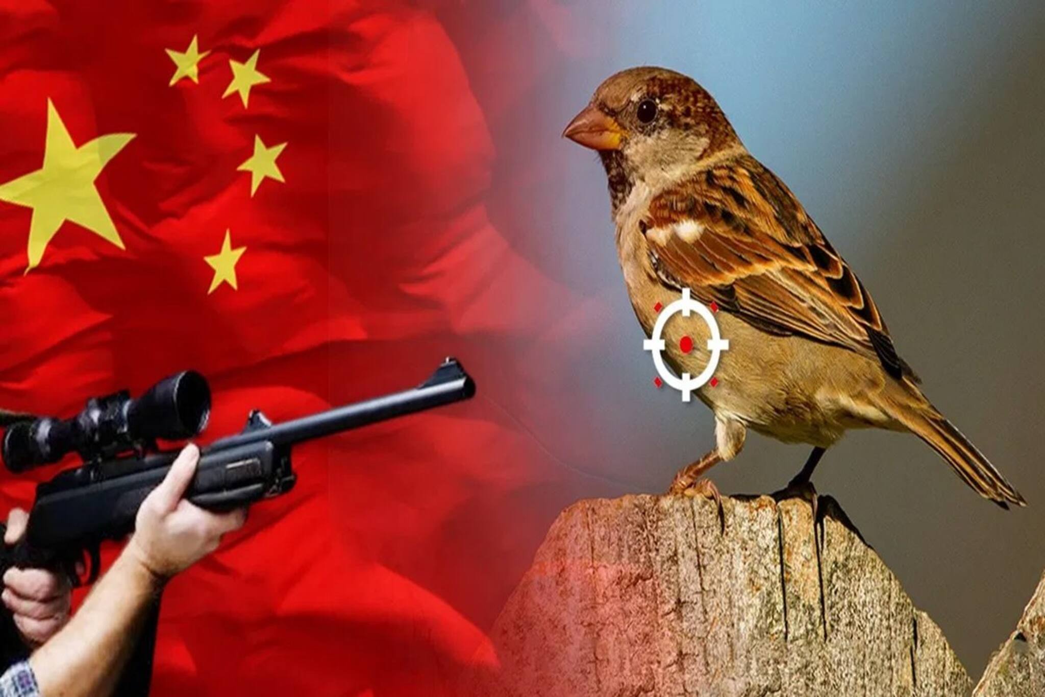 একটা পাখি মেরে ফেলল চার কোটি মানুষকে! কোনও গল্প নয়, একদমই সত্যি! কী করে ঘটল এমন?