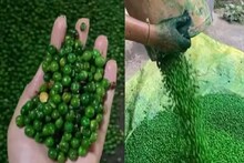 Green Peas: বাসে ট্রেনে সবুজ মটর কিনে খান? মটরশুঁটি নয় কিন্তু, আসলে কী জানলে শিউরে উঠবেন