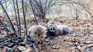 Cheetah Veera Gives Birth To 2 Cubs In Kuno National Park In Madhya Pradesh Cheetah Veera Gives Birth To 2 Cubs In Kuno National Park In Madhya Pradesh
