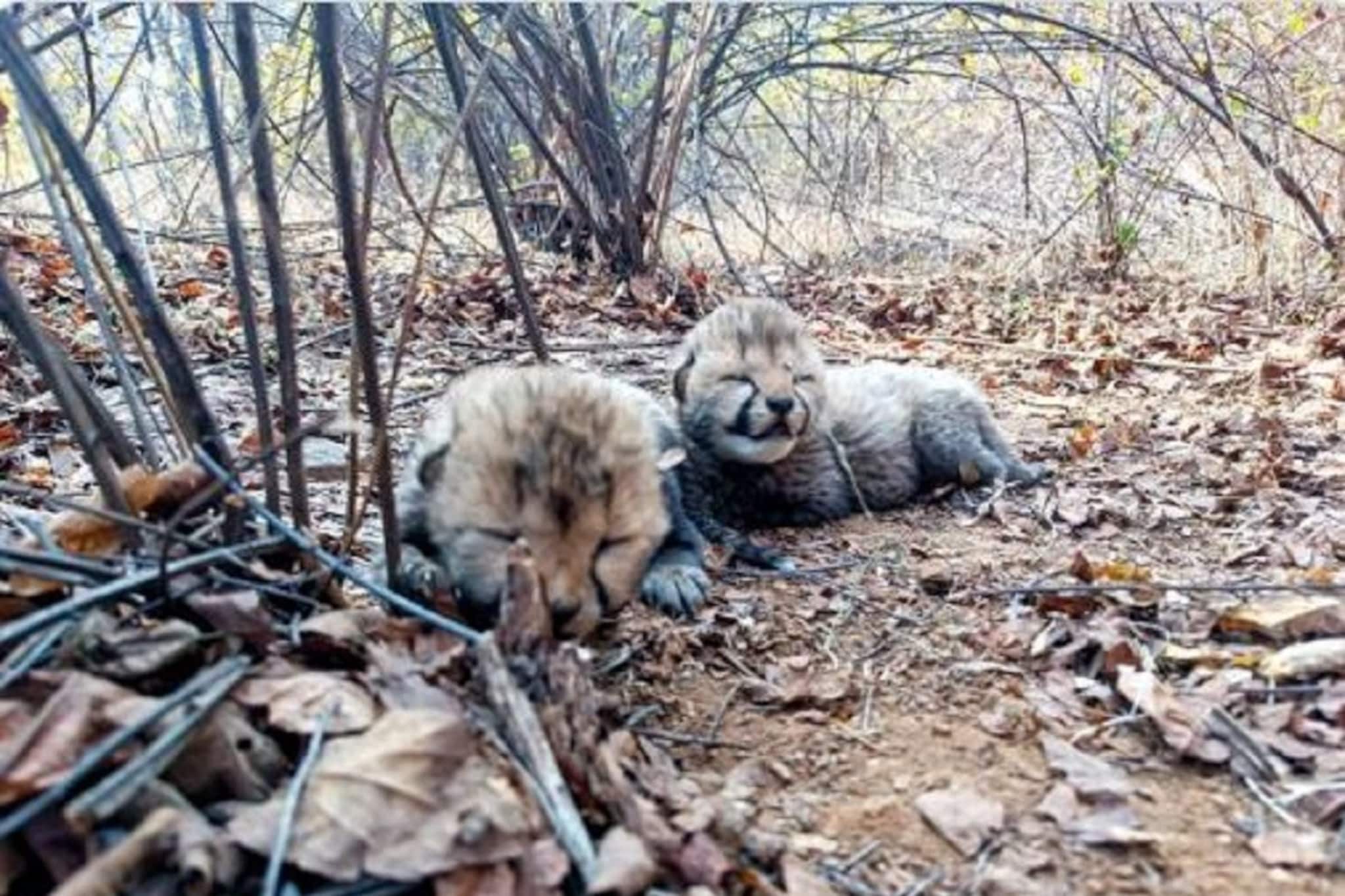 কুনো জাতীয় উদ্যানে খুশির হাওয়া, ২ টি ফুটফুটে শাবকের জন্ম দিল চিতা 'বীরা'