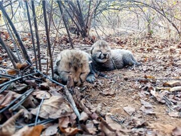 Cheetah Veera Gives Birth To 2 Cubs In Kuno National Park In Madhya Pradesh