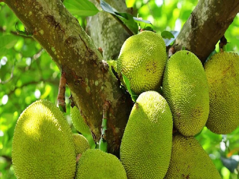 আমরা জানি, কাঁঠাল স্বাস্থ্যের জন্য উপকারী। এখন কাঁঠালের মরশুম, আর অনেকেই কাঁঠাল খেতে ভালবাসেন। কাঁঠাল এমন একটি ফল, যা প্রায় সকলেরই প্রিয়। তবে কাদের কাঁঠাল খেলে ভীষণ বিপদ হতে পারে? জানলে অবাক হবেন। সাবধান হওয়া জরুরি। 