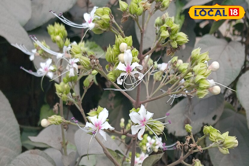 এই পাতা নরম এবং পাতার উপর সূক্ষ্ম লোম থাকে। অল্প শাখা প্রশাখাযুক্ত এই গাছে থোকা থোকা সাদা ফুল দেখা যায়। শীতের শেষ ফাল্গুন মাসে গাছে ফুল ফোটে। এই ঘেঁটু ফুল দিয়ে গ্রাম অঞ্চলে ঘেঁটু উৎসব পালিত হয়। গ্রামাঞ্চলের মানুষের কাছে অতি পরিচিত এই গাছই ভেষজ গুণে ভরপুর। পেটের রোগ সারানোর পাশাপাশি চর্মরোগ সারাতে এই ঘেঁটু বা ভেঁট গাছ দারুণ কার্যকর।