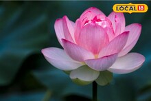 বাংলার পুকুরে চাষ হচ্ছে পদ্মফুল, দিচ্ছে সাগর পাড়ি, এক একটা পদ্ম বিকোচ্ছে আগুন দামে