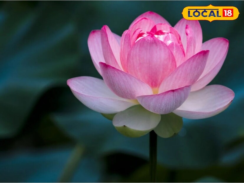 বীরভূম : কথাতেই রয়েছে বাঙালির বারো মাসে তেরো পার্বণ।আর প্রত্যেক পার্বণে বিভিন্ন ধরনের ফুল দরকার হয়ে থাকে।তবে সব থেকে বেশি প্রয়োজন হয় পদ্ম ফুলের। দুর্গাপুজো কালীপুজো সব সময় পদ্ম ফুলের চাহিদা থাকে তুঙ্গে। তবে শুধু পুজোর সময় নয়,বছরের অন্যান্য সময়ও পদ্ম ফুলের প্রয়োজন হয়ে থেকে। আর বছরের বিভিন্ন সময় বীরভূম থেকে পদ্ম পাড়ি দেয় বিদেশে।বীরভূমের আহমেদপুরের বিভিন্ন প্রত্যন্ত গ্রামগুলি থেকে পদ্ম ফুল আমেরিকা,থাইল্যান্ড,নেপাল, ভূটান প্রভৃতি দেশে পৌঁছে যায়। Photo- File