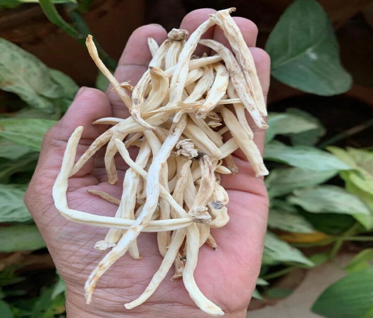 একে বলে সফেদ মুসলি! Chlorophytum borivilianum এর বিজ্ঞানসম্মত নাম। শরীরকে সুস্থ ও শক্তিশালী রাখতে প্রাচীনকাল থেকেই বিভিন্ন ভেষজ ব্যবহার করা হয়। আজও আয়ুর্বেদ, ইউনানি ও হোমিওপ্যাথিতে কিছু ভেষজের ব্যবহার ব্যাপকভাবে করা হয়। 