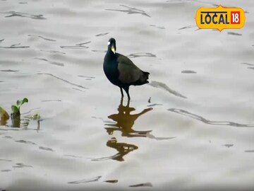 পরিযায়ী