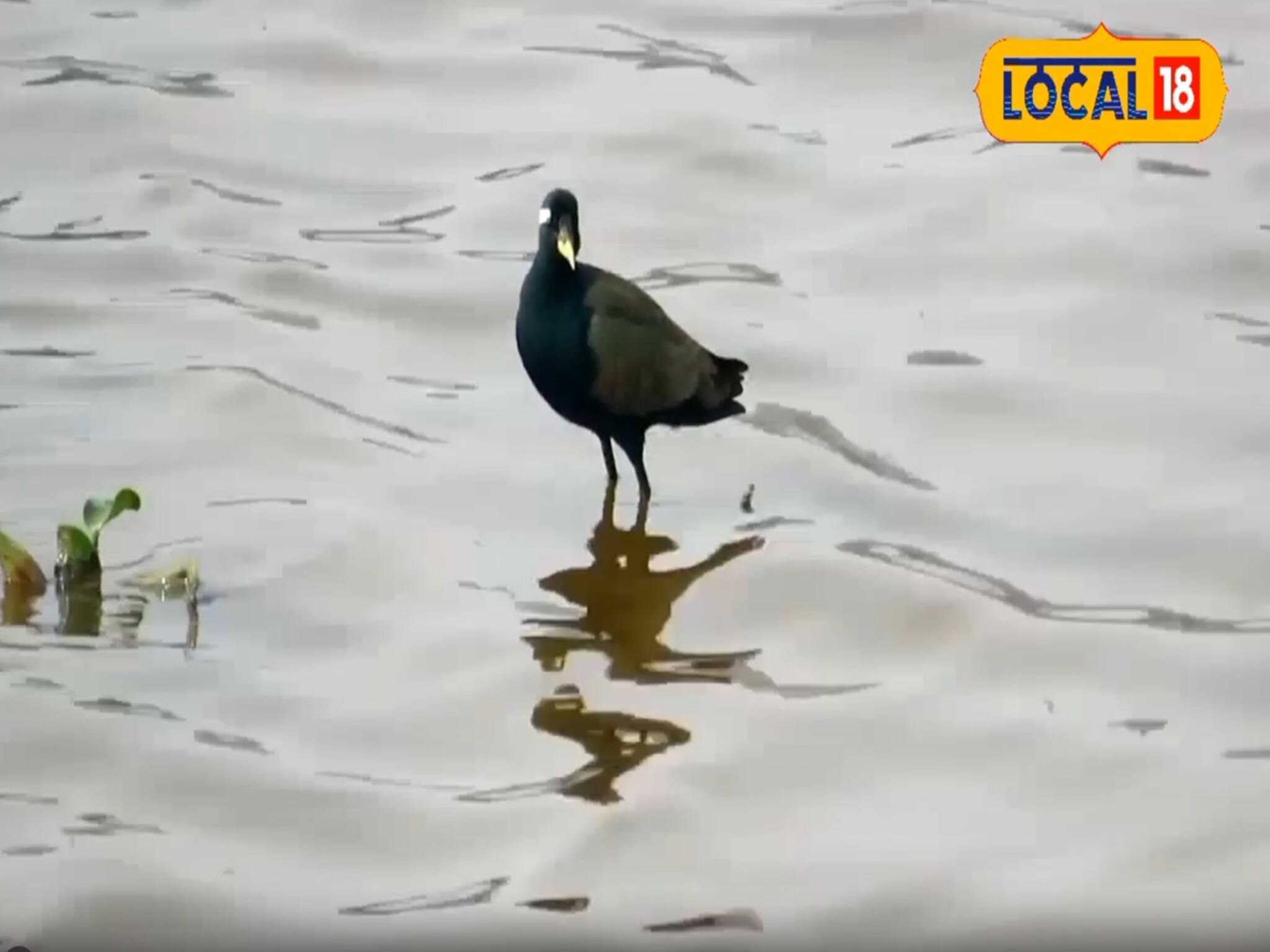 কেন মুখ ফিরিয়ে নিচ্ছে পরিযায়ী পাখিরা?বিশেষজ্ঞরা খুঁজে পেলেন দুটি বড় কারণ