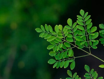 সব ভিটামিনের একটাই উৎস! রাস্তার পাশের অযত্নে বেড়ে ওঠা একটা পাতা খেলে ওষুধ কেনা বন্ধ হবে