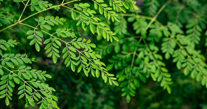 খুব সহজলভ্য গ্রামে গঞ্জে বাড়ির পাশে রাস্তার ধার বা পুকুর পাড়ে এই গাছ বেশি দেখা যায়। সজনে ফল বা ডাঁটা বাজারে দারুণ চাহিদা থাকলেও বহুগুণে ভরপুর ফুল ও পাতার চাহিদা গুরুত্ব সেভাবে দেখা যায় না। খুব সহজে উপায়ে নিয়মিত খাবারের তালিকায় রাখা যেতে পারে উপকারী পাতা। বিনা পয়সা বা সহজ উপায়ে পাতা ব্যবহার করেন কম সংখ্যক মানুষ। বর্তমান সময়ে অধিকাংশ ক্ষেত্রে দেখা যায় সজনে পাতা ব্যবহারের পরিবর্তে। বাজার থেকে মরিঙ্গা পাউডার মানুষ চড়া দামে কিনে ব্যবহার করছে উপকার পেতে।