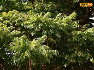 সস্তার এই পাতা 'সর্বরোগহরা'! দাঁতে ব্যথার যম, মাড়ি ঝকঝকে...! পেটের অসুখ, চামড়ার রোগ গায়েব!
