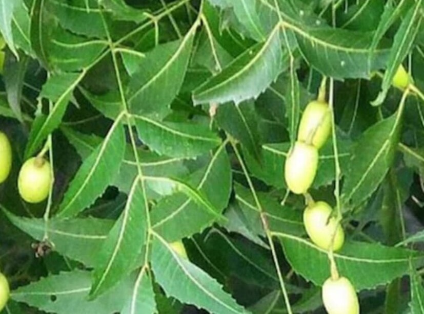  নিম দাতুন দিয়ে দাঁত পরিষ্কার করা ভাল, কারণ এতে অ্যান্টিব্যাকটেরিয়াল এবং অ্যান্টি-ইনফ্লেমেটরি বৈশিষ্ট্য রয়েছে। নিমের টুথপেস্ট ব্যবহারও উপকারী।