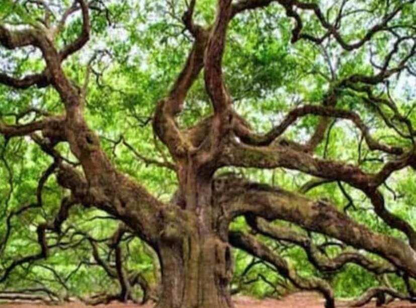 ডাঃ বিপিন চন্দ্র দাস জানান, বিশেষজ্ঞরা সবসময় পরামর্শ দেন যে দাঁত মজবুত এবং সতেজ রাখার জন্য দিনে অন্তত দুবার ব্রাশ করা গুরুত্বপূর্ণ। একটি সকালে ঘুম থেকে ওঠার পর এবং অন্যটি রাতে রাতের খাবার খাওয়ার পর। কিন্তু নিমের টুথস্টিক ব্রাশ দিয়ে দাঁত পরিষ্কার করার চেয়ে বেশি উপকারী।