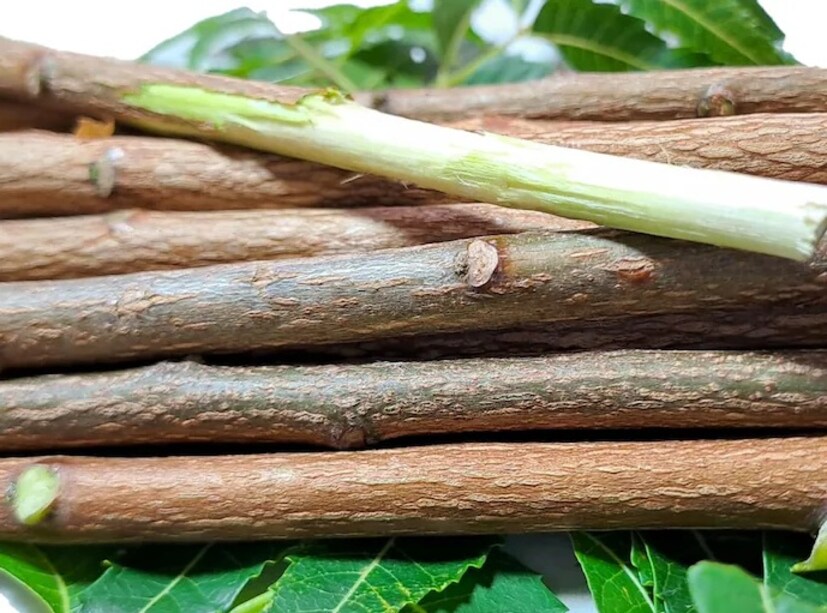 নিম কাঠির সাহায্যে দাঁত ব্রাশ করার সময় এটি চিবিয়ে নিন। এটি চিবিয়ে আপনি এর অ্যান্টি-মাইক্রোবিয়াল এবং অ্যান্টি-ইনফ্লেমেটরি বৈশিষ্ট্য থেকে উপকৃত হতে পারেন।