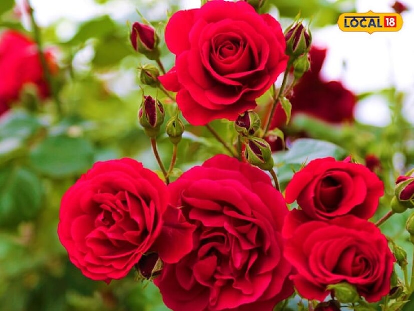  **কফি গুঁড়ো:** চায়ের পাতার মিশ্রণে এক থেকে দেড় চামচ কফি গুঁড়ো মিশিয়ে তা গাছের গোড়ায় দিন। কফি গুঁড়ো মাটির উর্বরতা বাড়ায় এবং গাছকে প্রয়োজনীয় পুষ্টি দেয়, যার ফলে দ্রুত ফুল ফোটে।  