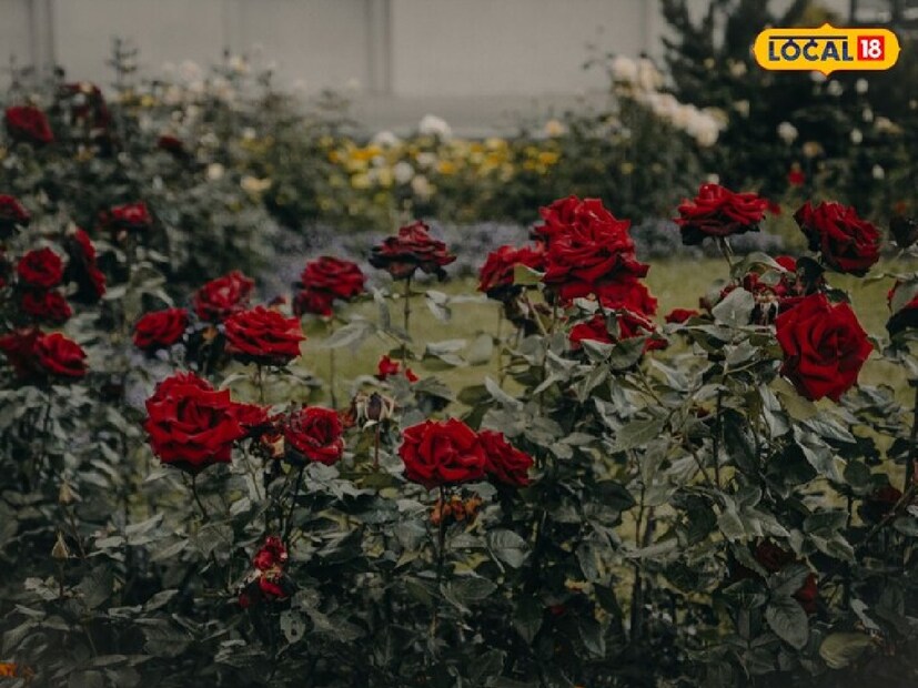 এই ঘরোয়া পদ্ধতিগুলি প্রয়োগ করলে আপনার গোলাপ গাছ প্রচুর ফুলে ভরে উঠবে এবং বাগান হবে সুগন্ধে ভরপুর! 