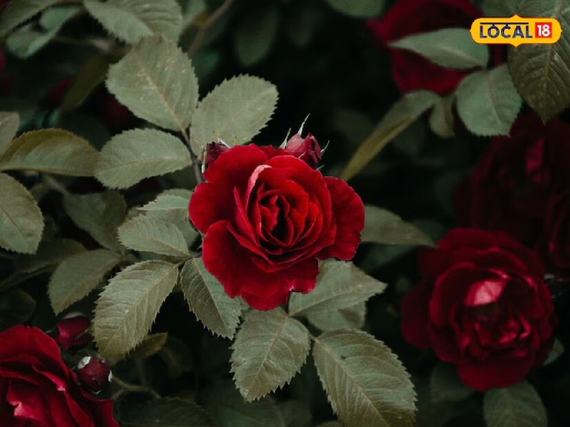 **জলের পরিমাণ:** গোলাপ গাছে অতিরিক্ত জল বা খুব কম জল কোনোটাই দেওয়া ঠিক নয়। সপ্তাহে ২-৩ বার জল দেওয়া যথেষ্ট। মাটি যেন সবসময় হালকা স্যাঁতসেঁতে থাকে, তবে অতিরিক্ত জল জমে গেলে শিকড় পচে যেতে পারে।  