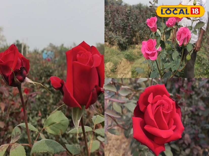 মাটি খুঁচিয়ে নেওয়া: মাঝে মাঝে গাছের গোড়ার মাটি হালকা হাতে খুঁচিয়ে নিন, যাতে মাটির ভেতর বাতাস চলাচল করতে পারে। এতে শিকড় মজবুত হয় এবং গাছ সুস্থ থাকে, যার ফলে ফুলের সংখ্যা বেড়ে যায়।  