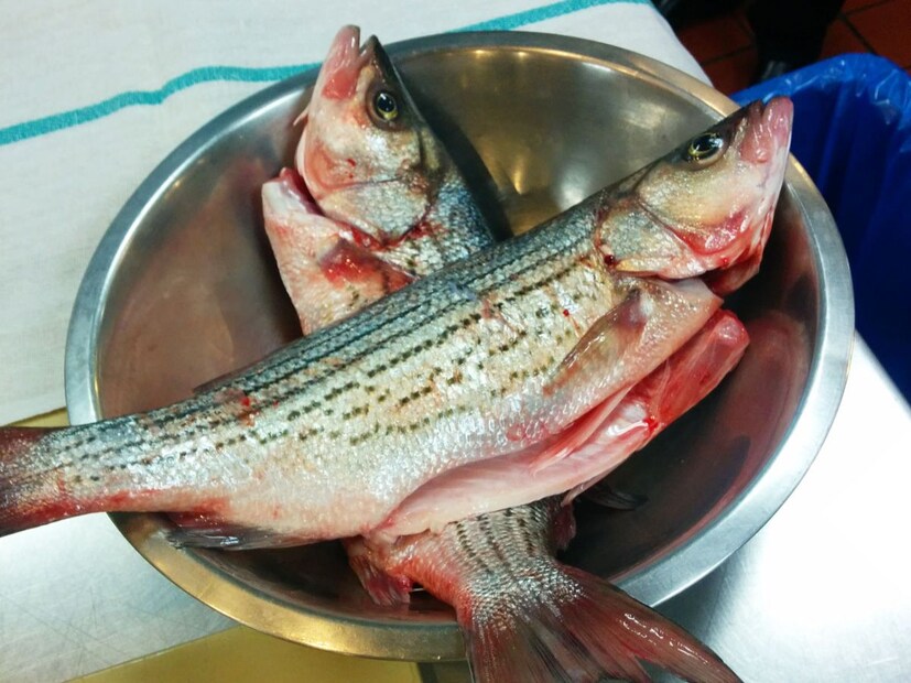 মাছ পরিষ্কার করার সময় বা খাওয়ার সময়, আমরা এর বেশিরভাগ অংশই ফেলে দিই বা সরিয়ে ফেলি। কিন্তু জানেন কী এই অংশগুলি আসলে অনেক বেশি 'পুষ্টিকর'।