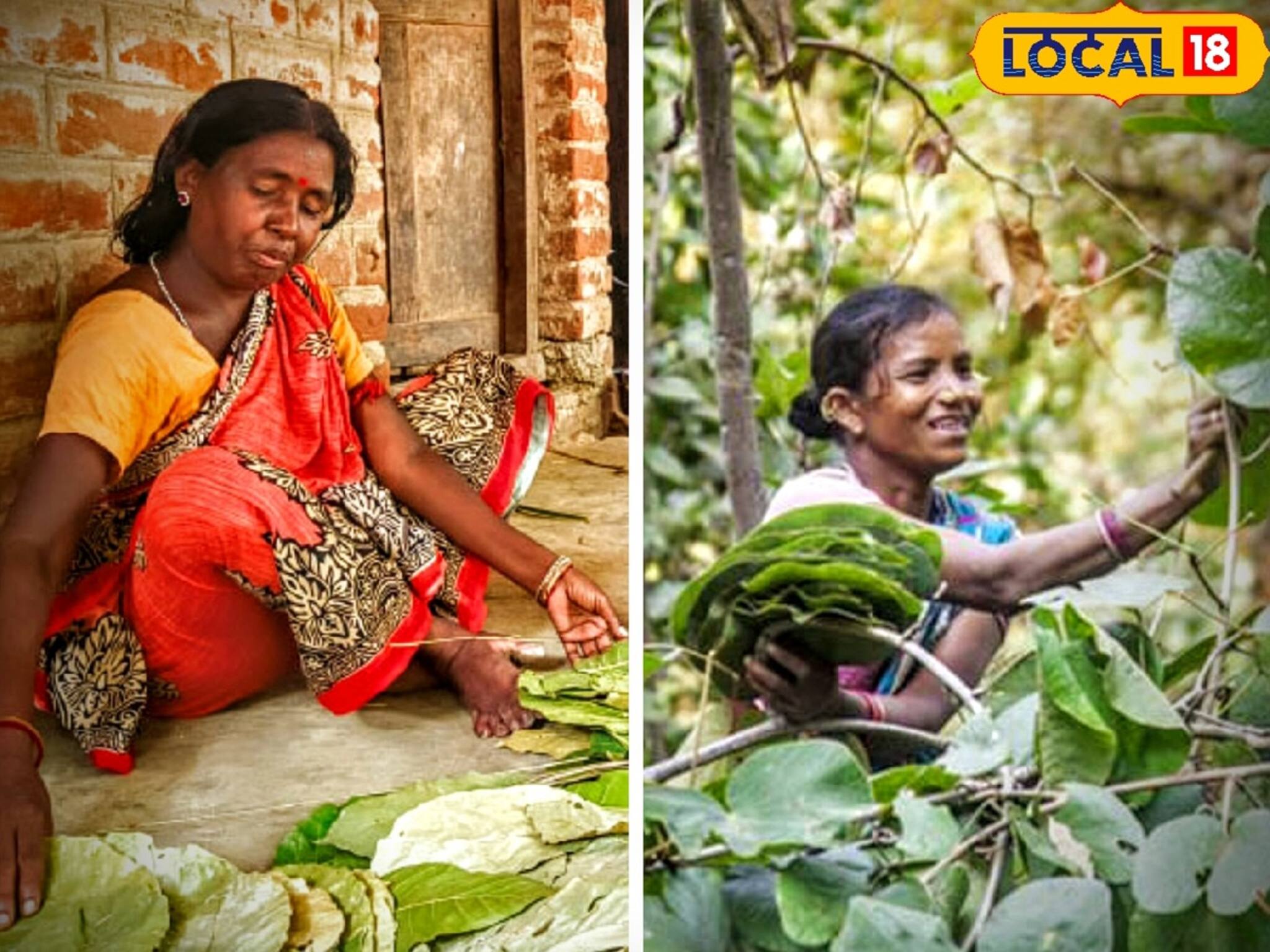 হাত লাগালেই টাকার খেলা, হেসেখেলে রোজ ইনকাম ৩০০-৫০০! 'টাকার গাছ' জঙ্গলমহলে!