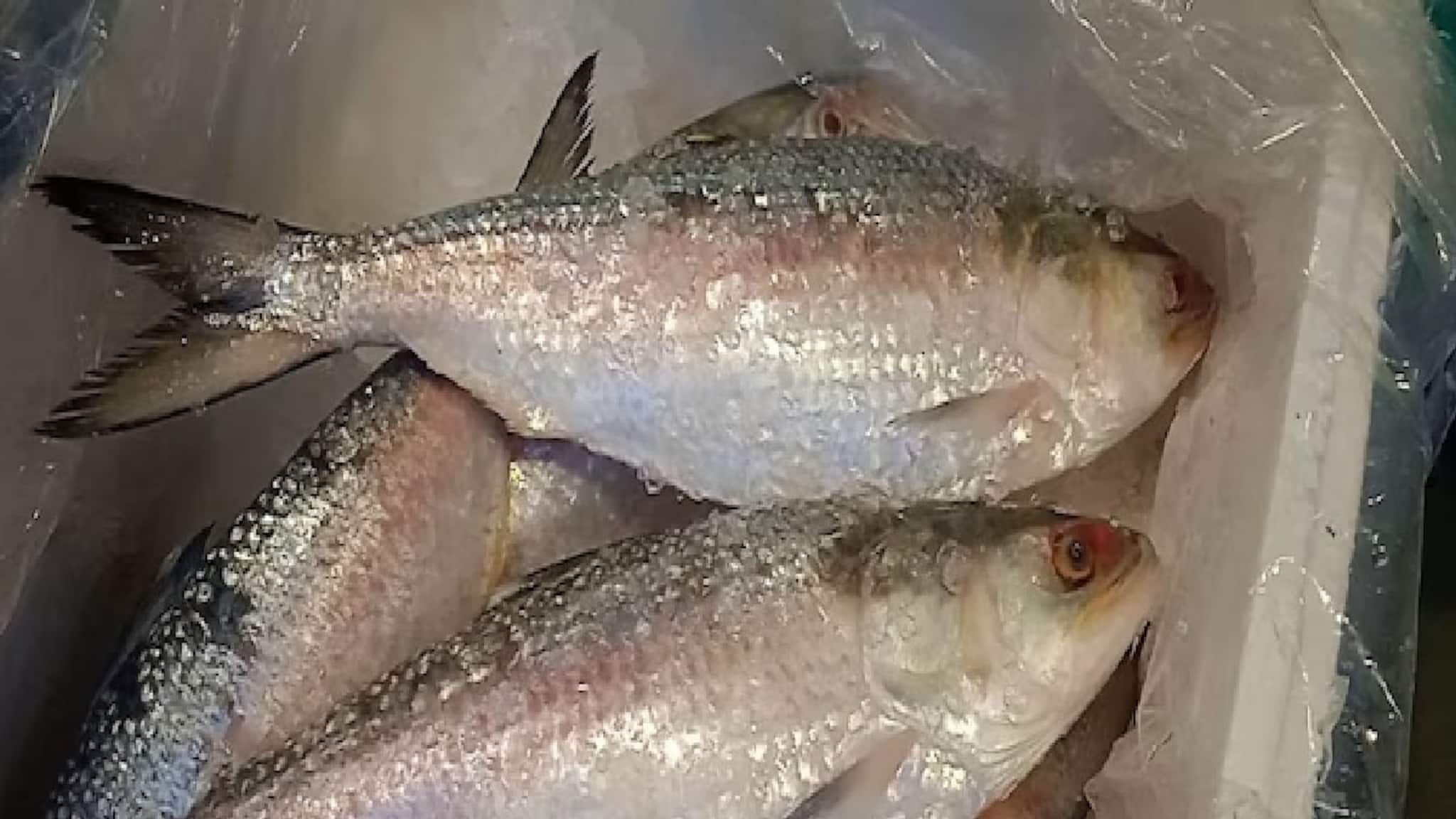 সামনেই জামাই ষষ্ঠী, অমিল পদ্মার ইলিশ, অন্য ইলিশের দাম কত