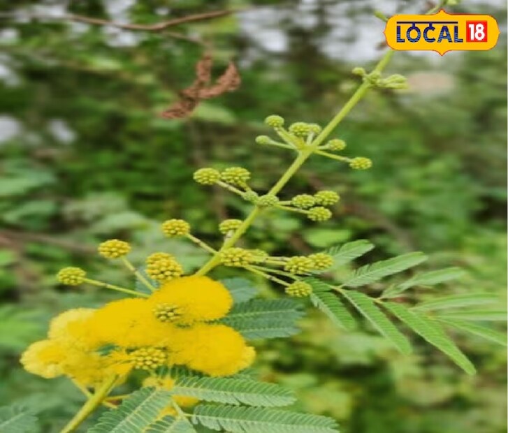 আয়ুর্বেদেও বলা হয়েছে যে, বাবুল দাঁতন দাঁত ও মাড়ির জন্য একপ্রকার প্রাকৃতিক ওষুধ। তবে এটি সঠিক পদ্ধতিতে ব্যবহার করা অত্যন্ত জরুরি। কিছু পরিস্থিতিতে এটি ক্ষতিকরও হতে পারে, তাই ব্যবহার করার আগে অবশ্যই কোনও আয়ুর্বেদিক চিকিৎসকের পরামর্শ নেওয়া উচিত। 