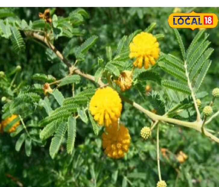 এছাড়াও, বাবুল গাছের সরু ডাল থেকে তৈরি টুথপিক দাঁতের জন্য অত্যন্ত উপকারী। বাবুলের ছাল জল দিয়ে ফুটিয়ে সেই জল দিয়ে কুলকুচি করলেও অনেক উপকার মেলে। এটি মুখের সংক্রমণ ও দুর্গন্ধ দূর করতে সাহায্য করে। প্রতিদিন বাবুলের পাতা চিবোলে দাঁতের নানা রোগ প্রতিরোধ করা সম্ভব। 