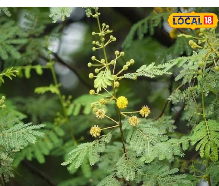যদি দীর্ঘদিন দাঁত সুস্থ ও শক্ত রাখতে চান, তাহলে বাবুল দাঁতন ব্যবহার করা আপনার জন্য অত্যন্ত উপকারী হতে পারে। এটি শুধু একটি প্রাকৃতিক পদ্ধতি নয়, বরং এতে কোনও পার্শ্বপ্রতিক্রিয়ারও ঝুঁকি নেই।