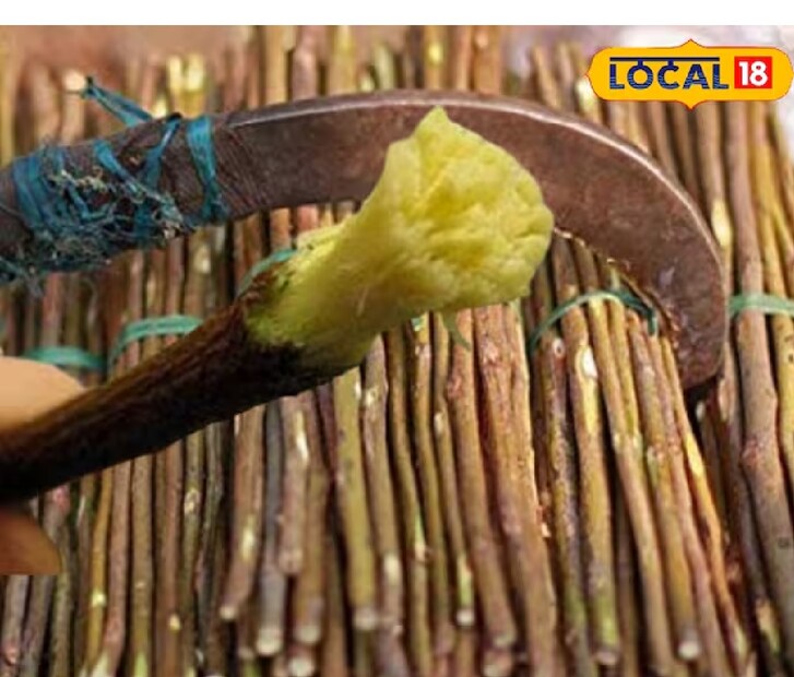 শিবকুমার **Local18**-কে বলেন, এটি হল বাবুল গাছের দাঁতন! যা দাঁতকে সাদা ও ঝকঝকে করে তোলে। এটি শুধু দাঁতের স্বাস্থ্য ঠিক রাখে না, গলার ব্যথার সমস্যাও দূর করতে সাহায্য করে। এটি ব্যবহার করলে পায়োরিয়া ও ক্যাভিটির সমস্যা দূর হয়। বলা যায়, দাঁতের জন্য বাবুল দাঁতন একপ্রকার **সঞ্জীবনী**। 