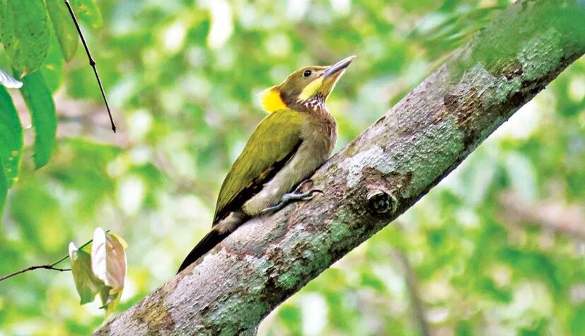 ঘাড়ে শক্ত পেশী, নমনীয় পেশীসহ তাদের ঠোঁটে আছে বিশেষ ধরনের কম্পন শোষণকারী গ্রন্থি যা কোন প্রকার আলোড়ন ছাড়াই অনবরত ঠুকরে যেতে সাহায্য করে।