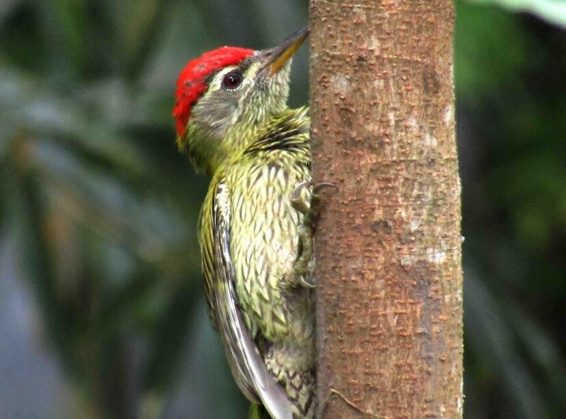 কাঠঠোকরার মাথায় কার্টিলেজ এবং হাড়ের একটি কার্ভিং কমপ্লেক্স থাকে। এই কমপ্লেক্সের কারণে কাঠঠোকরা মাথাব্যথা না করে ঠোঁটের সাহায্যে গাছের গায়ে হাতুড়ি ন্যায় মারতে পারে।