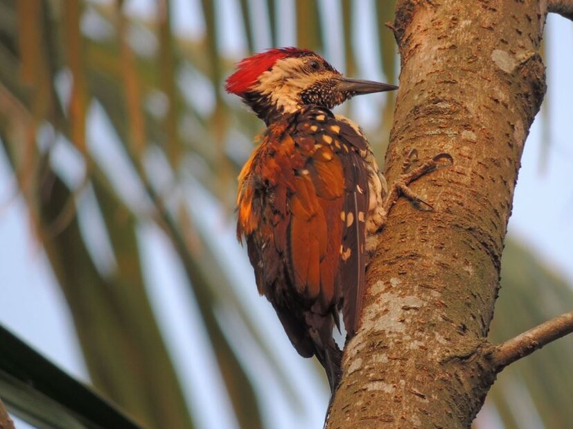 এছাড়াও, কাঠঠোকরার মাথায় হাড়ের জিহ্বা-সমর্থক কাঠামো থাকে। কাঠঠোকরার ঠোঁটের চেয়েও তাদের জিহ্বা অনেক বড়। মানুষ সহ অধিকাংশ মেরুদন্ডী প্রাণীদের গলায় ইউ আকৃতির হায়য়েড নামক একটি হাঁড় থাকে যেখান জিহ্বার গোড়া সংযুক্ত থাকে।